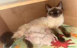 Ragdoll cats for sale: Ragdoll kittens🐈 - Image 3