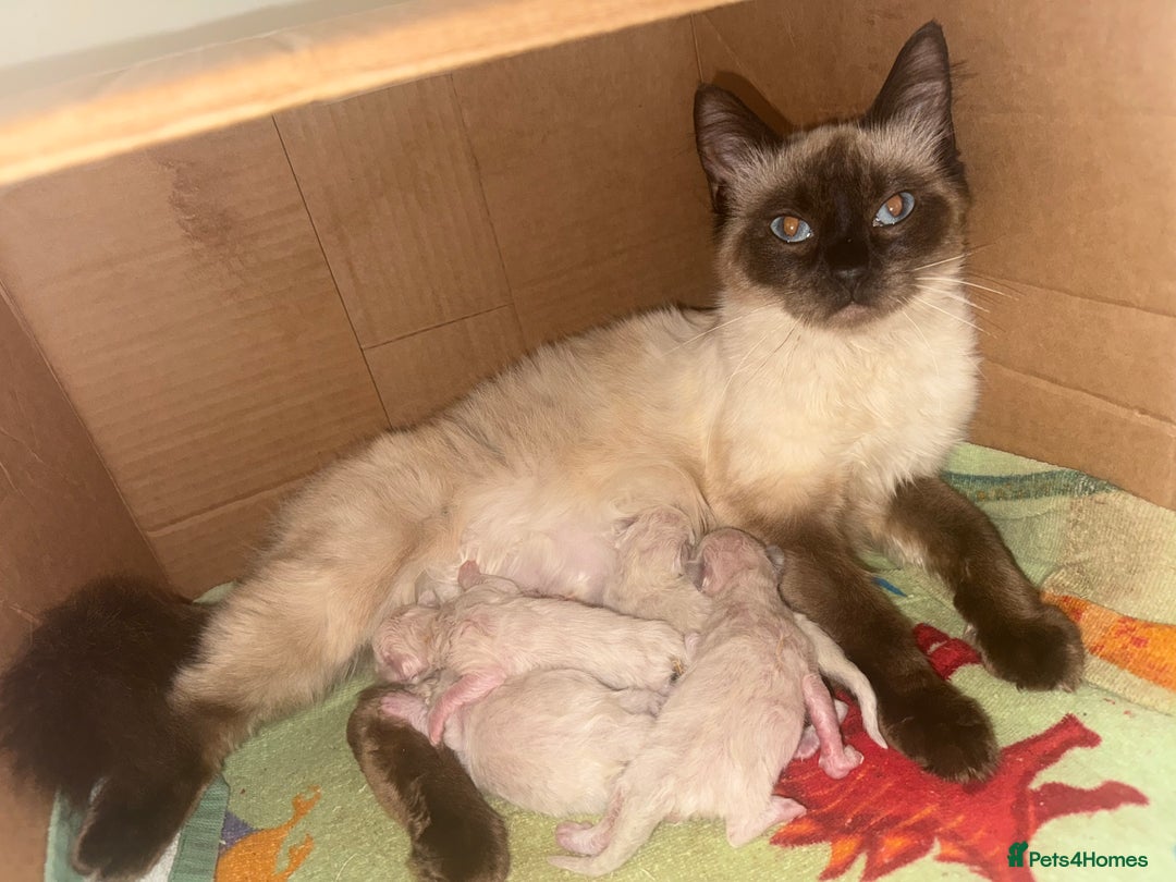Ragdoll cats for sale: Ragdoll kittens🐈 - Image 3