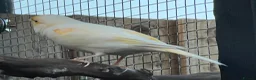Canaries birds for sale: Yellow mosaic cock bird in Chatteris - Advert 4