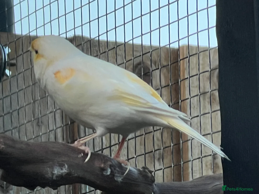 Canaries birds for sale: Yellow mosaic cock bird in Chatteris - Advert 4