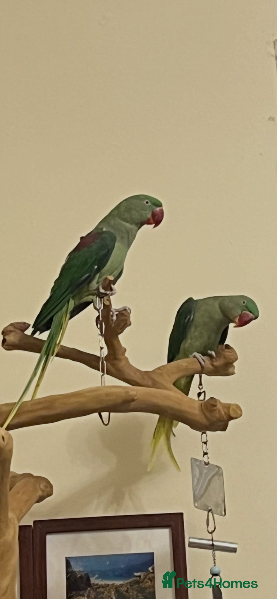 Mixed Breed birds Birds for sale *read description*  - Advert 1