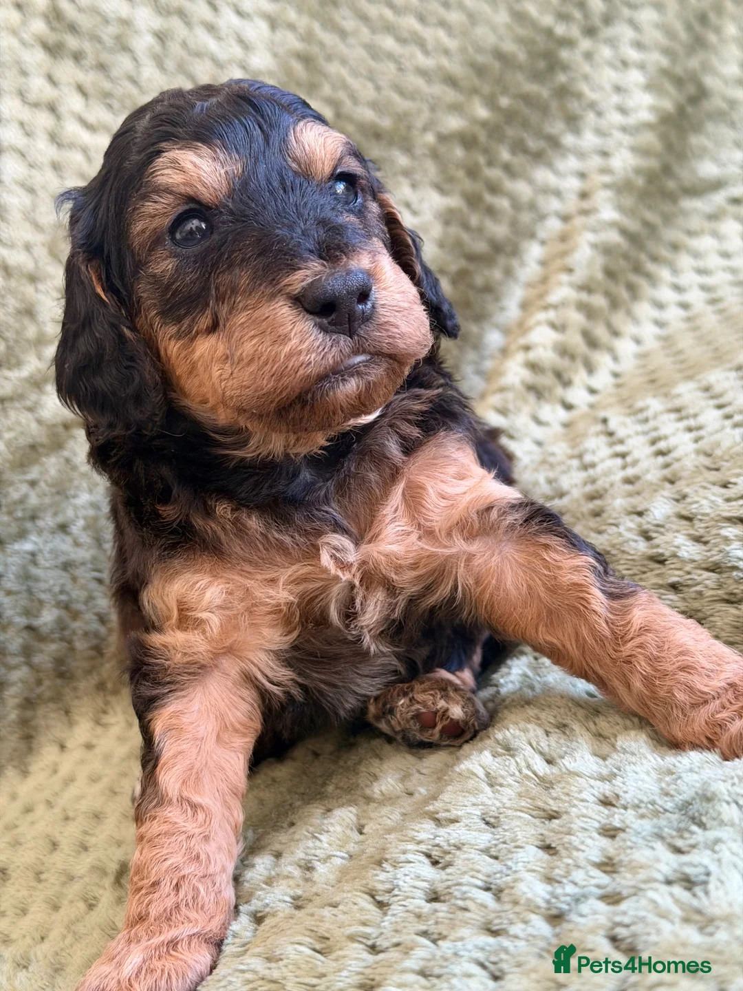 Cockapoo dogs for sale: RARE Agouti coloured Cockapoo Puppies - Advert 1