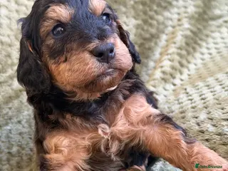 Cockapoo dogs RARE Agouti Cockapoo Puppies - Advert 16