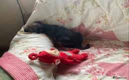 Border Terrier dogs for sale: Border terrier male puppy.  Ready now - Image 4