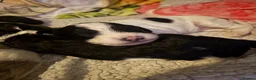 Mixed Breed dogs for sale: Doxiepoos in Thetford - Advert 21