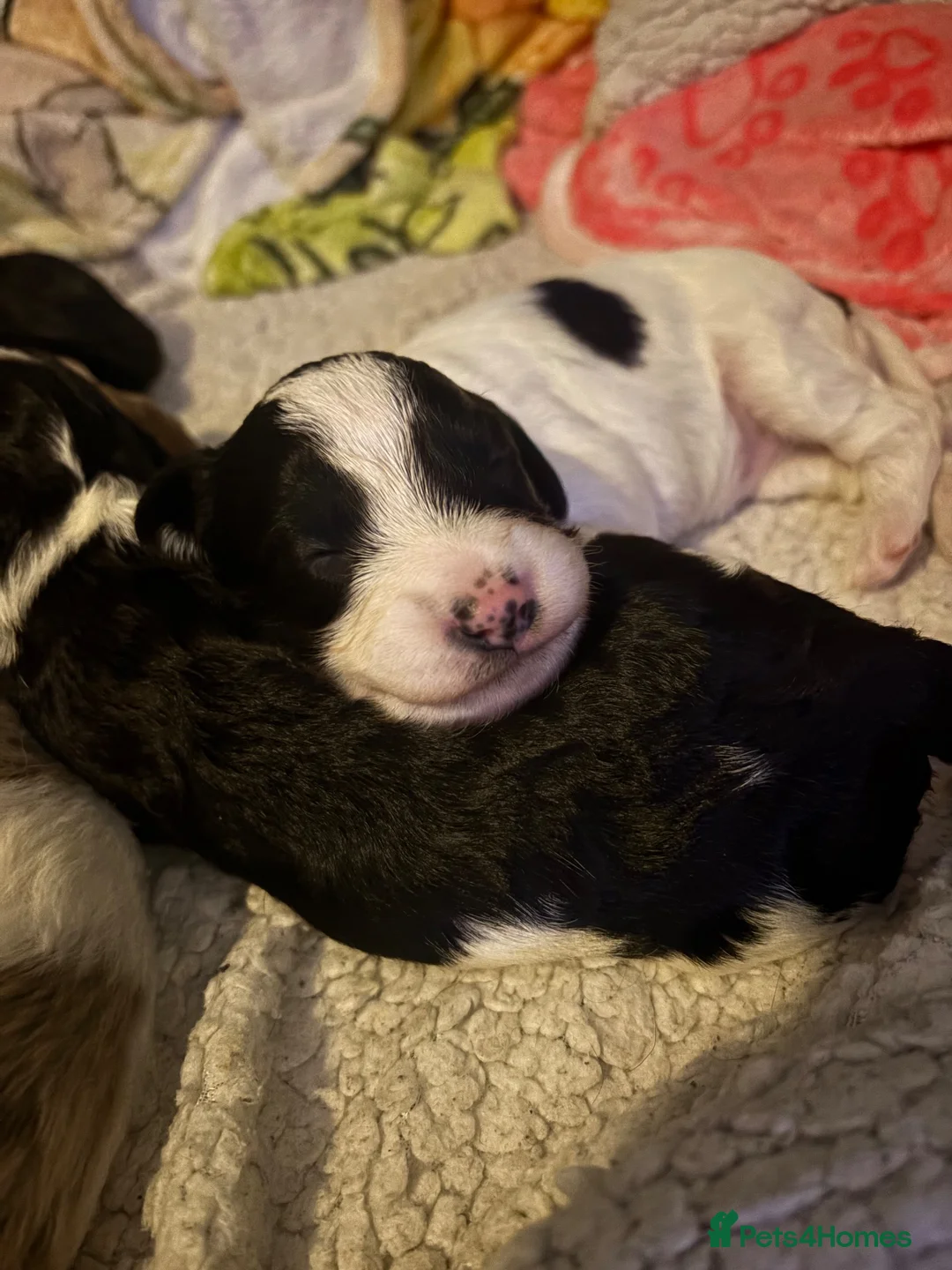 Mixed Breed dogs for sale: Doxiepoos in Thetford - Advert 21
