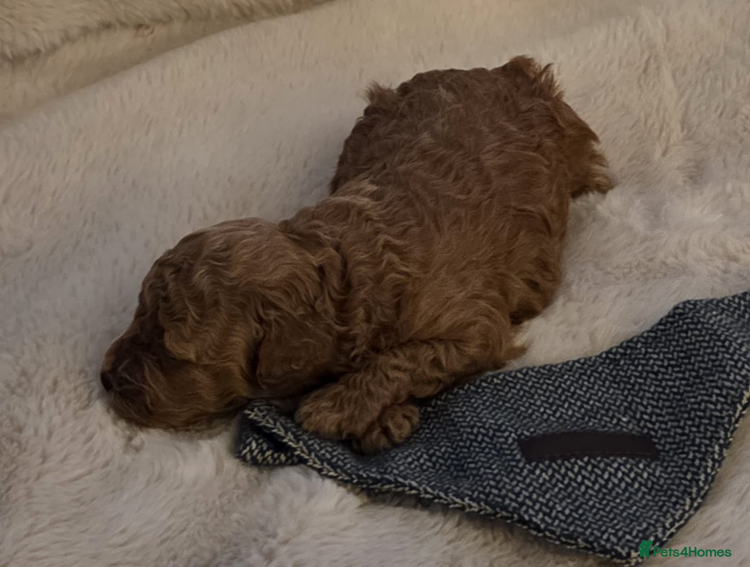 Cavapoo dogs EXTENSIVELY HEALTH TESTED CAVERPOO PUPS - Advert 5