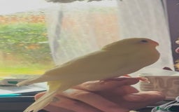 Parakeets birds for sale: Kakariki Last baby still hand feeding  - Image 6