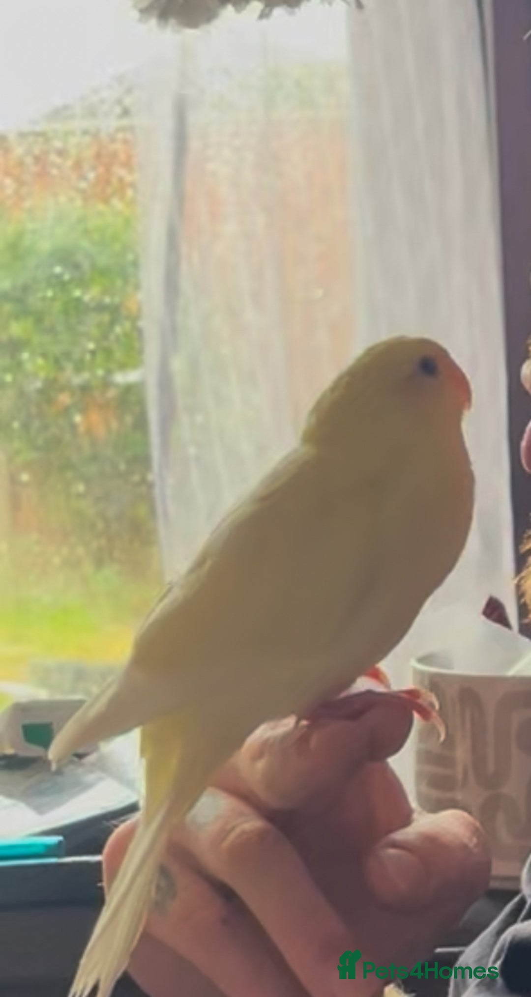Parakeets birds for sale: Kakariki Last baby still hand feeding  - Image 6