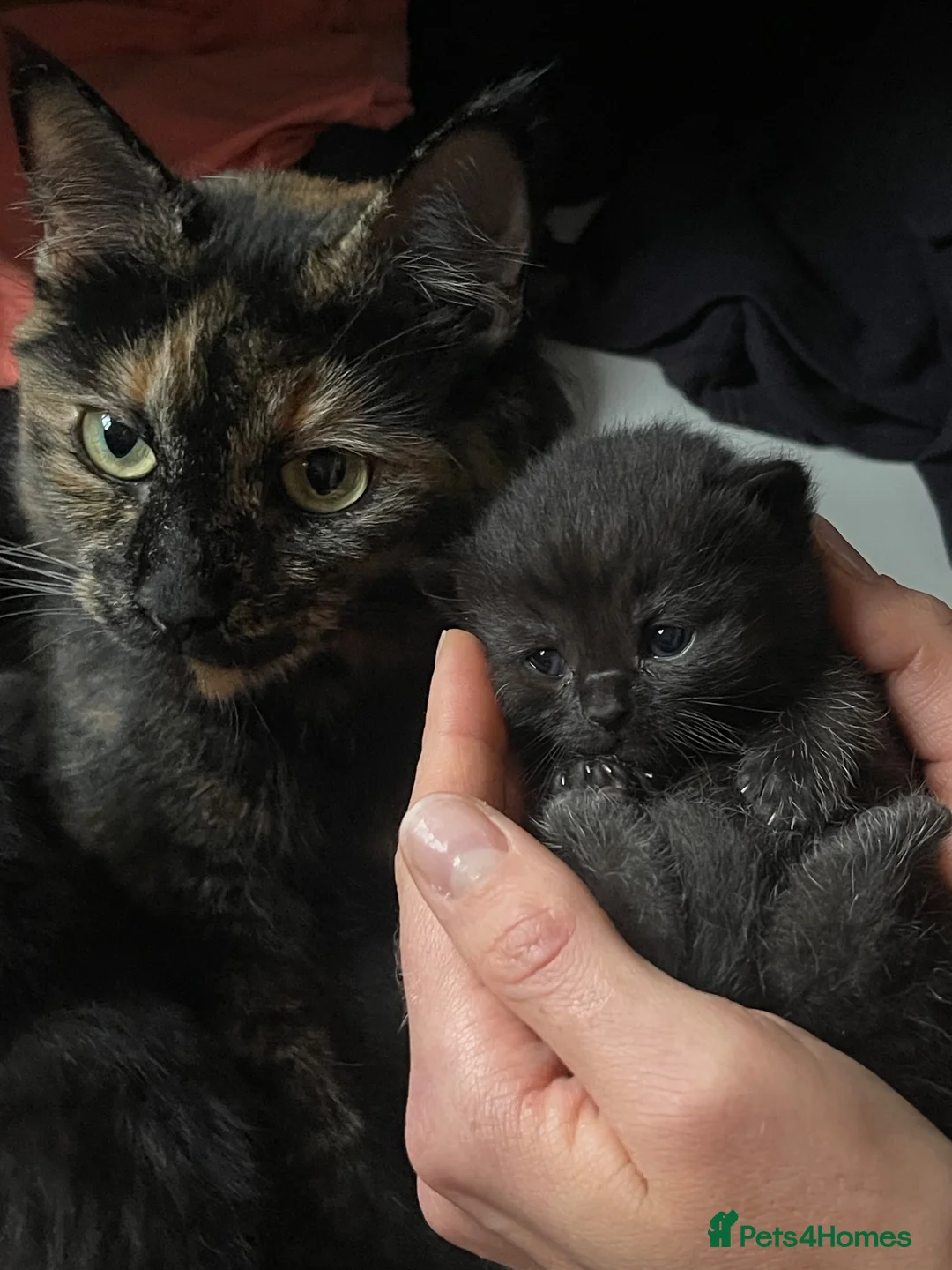 Mixed Breed cats for sale: The Little Pumpkin Patch Litter - 1 girl & 5 boys - Advert 1