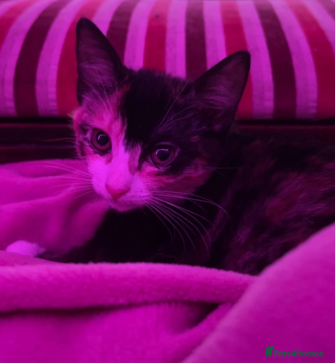 Domestic Shorthair cats for sale: 2 year old spayed female cat + accessories - Image 13