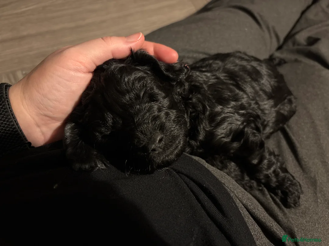 Cockapoo dogs for sale: 1 Male F1B Cockapoo looking for forever home 🐾 - Advert 14
