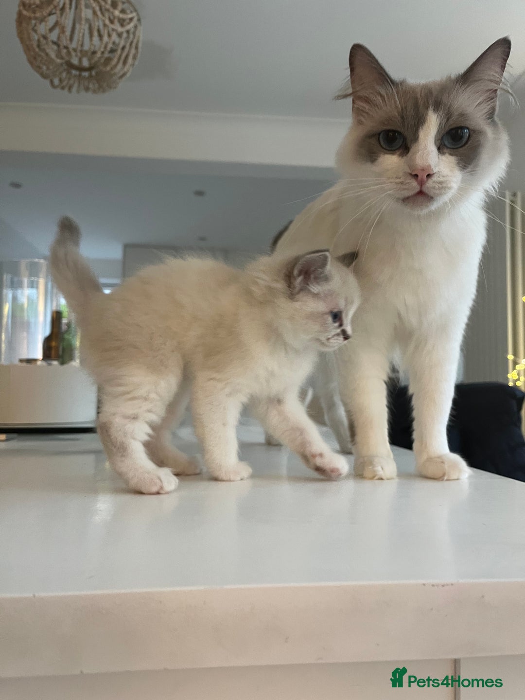 Ragdoll cats for sale: Ragdoll Kittens Available January 2026 - Advert 1