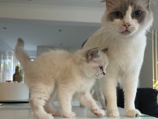Ragdoll cats Ragdoll Kittens Available Mid-January 2026 - Advert 13