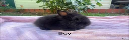 Lionhead rabbits for sale: Mini double maned lionheads  - Advert 5