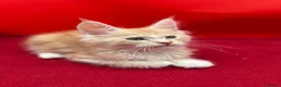 Maine Coon cats for sale: TICA Reg Maine Coon Kittens Red & Tortie Babies - Advert 20