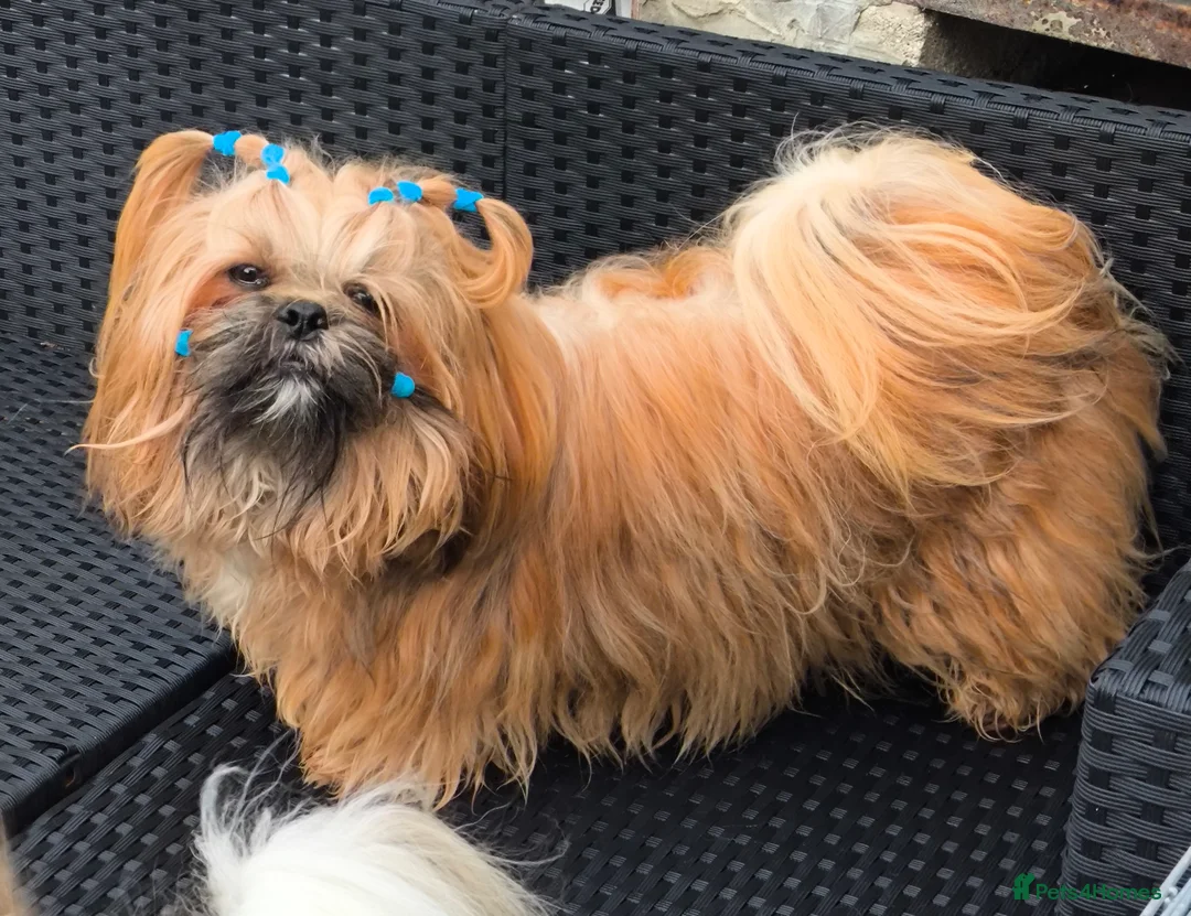 Shih Tzu dogs for sale: SHIH TZU STANDARD - PURE BREED  - Advert 17