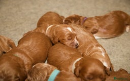 Cockapoo dogs for sale: Gorgeous Fox Red Cockapoo Puppies avail 15/12/25 - Image 13