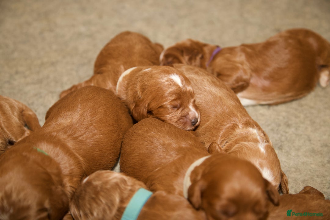 Cockapoo dogs for sale: Gorgeous Fox Red Cockapoo Puppies avail 15/12/25 - Image 13