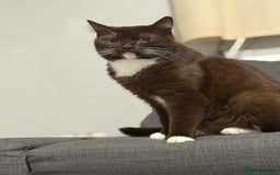 British Shorthair cats for sale: Charming British Shorthair Kittens - Image 11