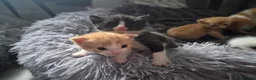 Mixed Breed cats for sale: 5 Kittens need loving homes 3 ginger & 2 b&w   in Wishaw - Advert 3