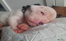 Boxer dogs for sale: Reduced last pup. Stunning Pedigree Boxer  - Advert 10