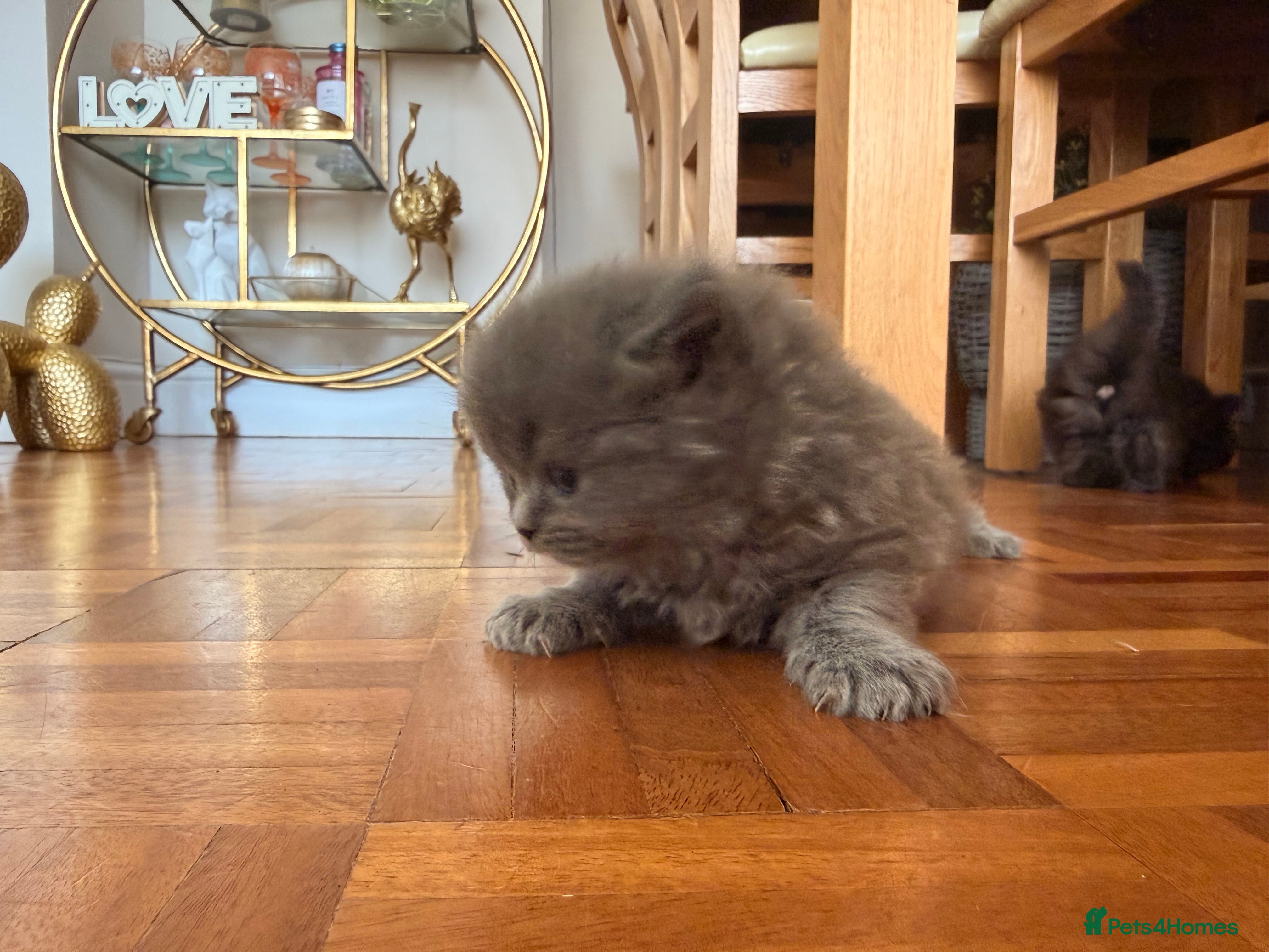British Longhair cats for sale: Beautiful rainbow litter now available to reserve - Advert 8