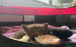 Norwegian Forest Cat cats for sale: Nfc/bsh beautiful mix  - Image 12