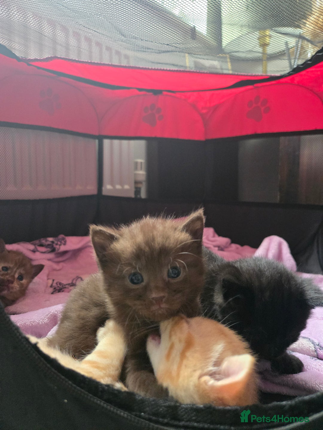 Norwegian Forest Cat cats for sale: Nfc/bsh beautiful mix  - Image 12