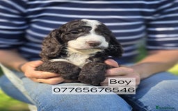Cockapoo dogs for sale: Cockapoo Puppies Homebred Council Domestic Breeder - Image 2