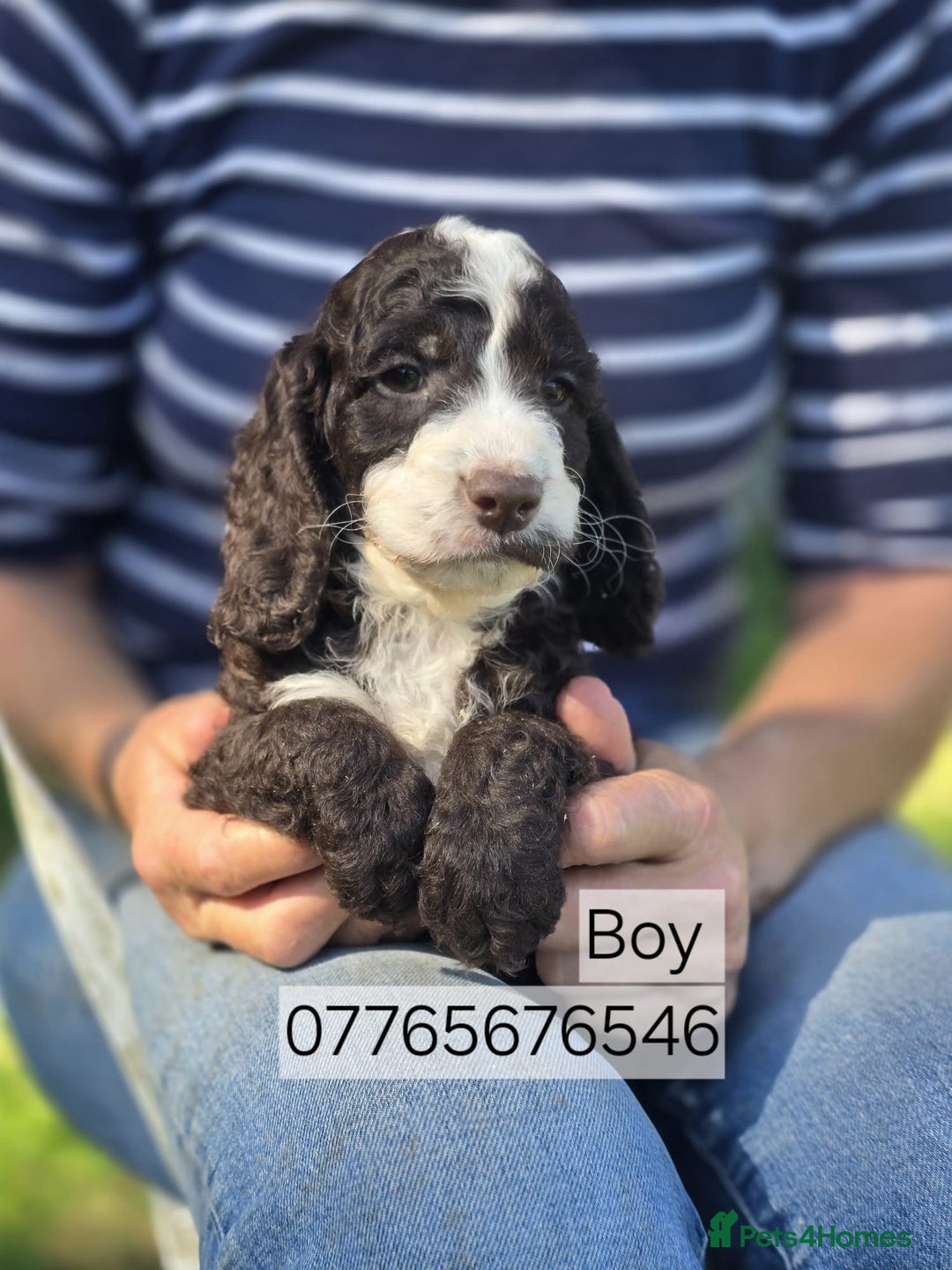 Cockapoo dogs for sale: Cockapoo Puppies Homebred Council Domestic Breeder - Image 2