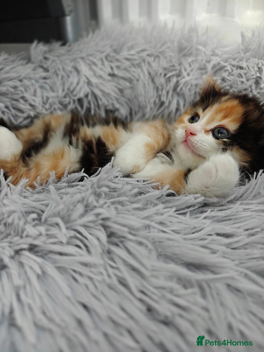 British Longhair cats for sale: British Longhair Cross Kittens  - Advert 7