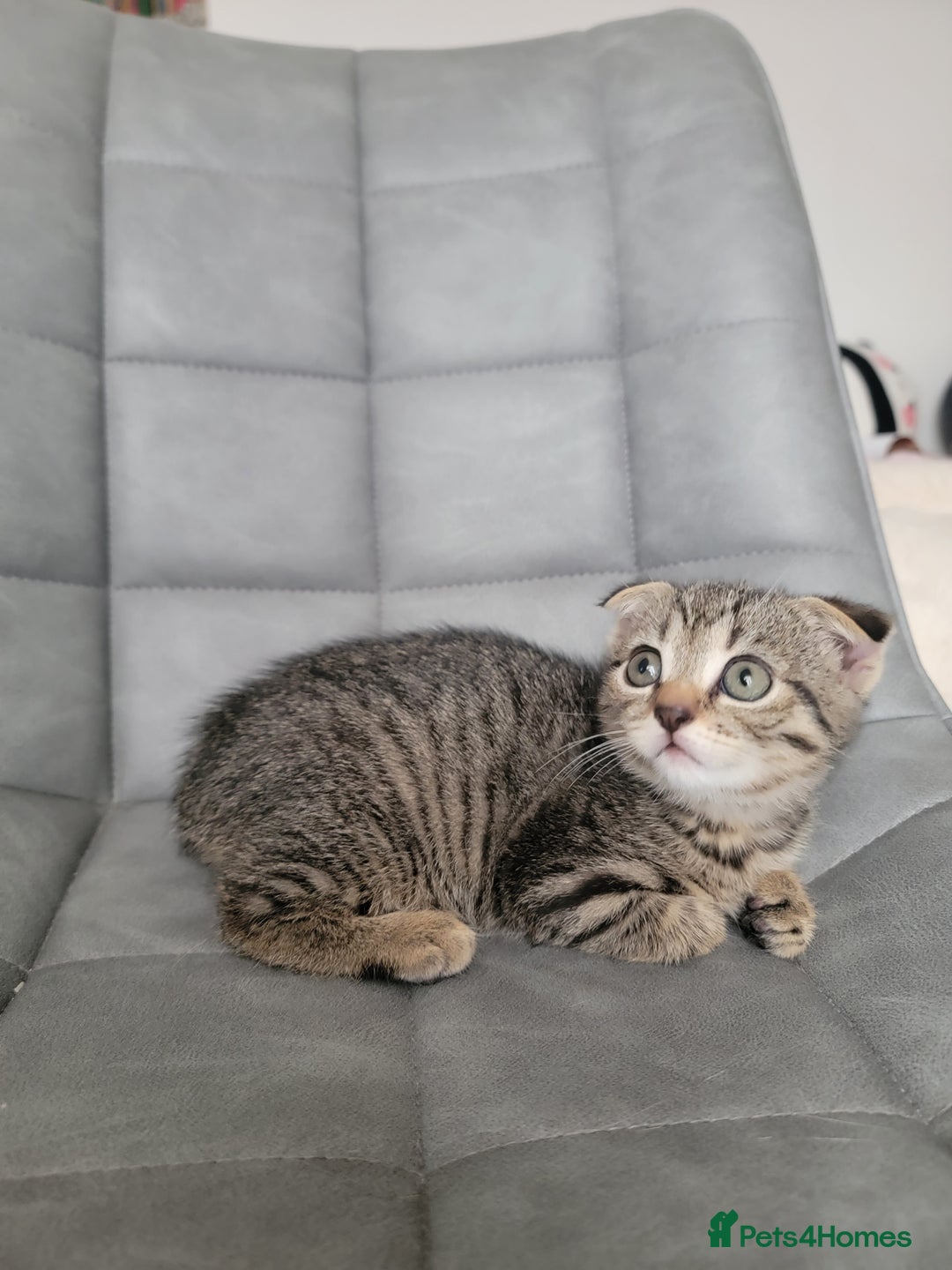 Scottish Fold cats for sale: Scottish mixed  - Image 11