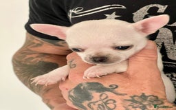 Chihuahua dogs for sale: KC Chihuahuas 🇬🇧 bloodline 5 🌟 - Image 10