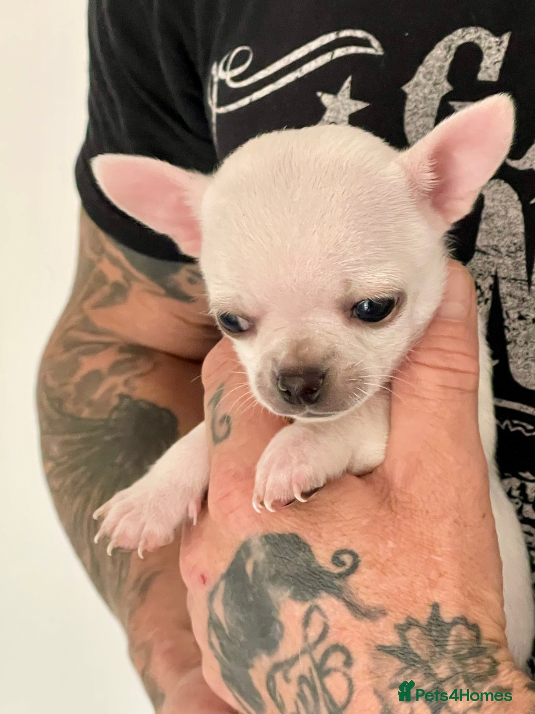 Chihuahua dogs for sale: KC Chihuahuas 🇬🇧 bloodline 5 🌟 - Image 10