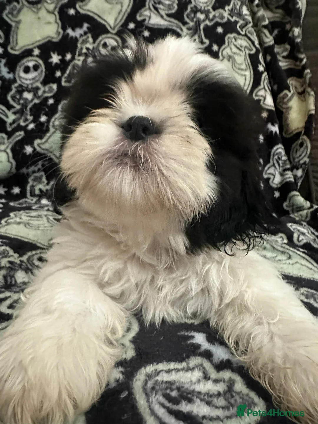 Shih Tzu dogs for sale: Shih Tzu Puppies  - Advert 2