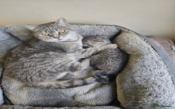 British Shorthair cats for sale: 🐾 charming pure British shorthair kittens 🐾 - Image 14