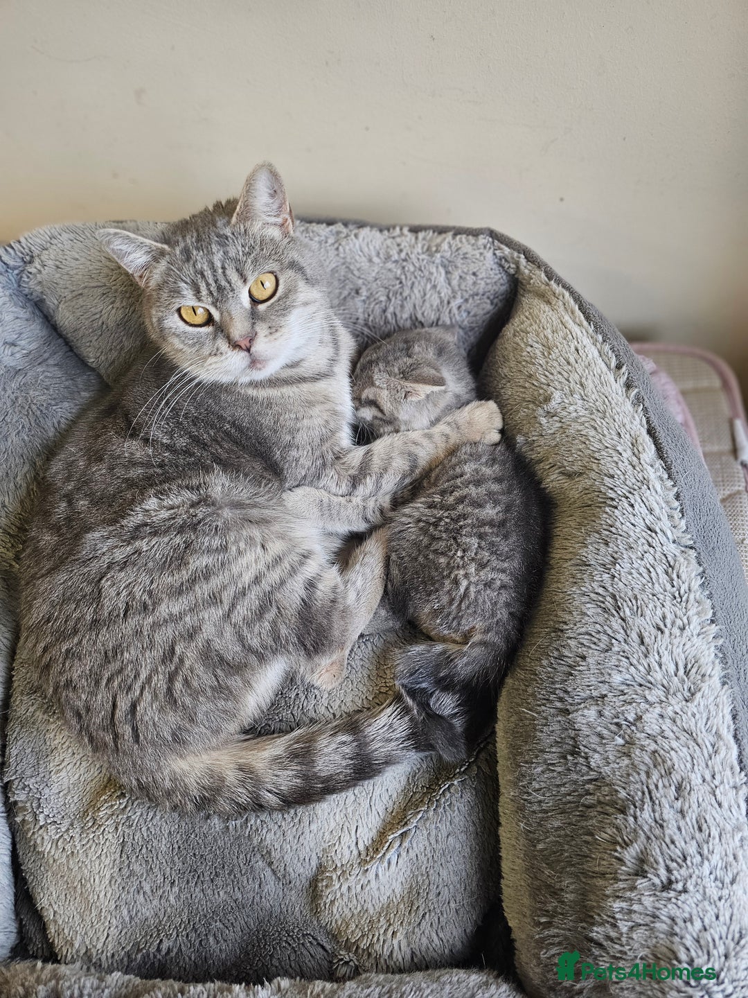 British Shorthair cats for sale: 🐾 charming pure British shorthair kittens 🐾 - Image 14