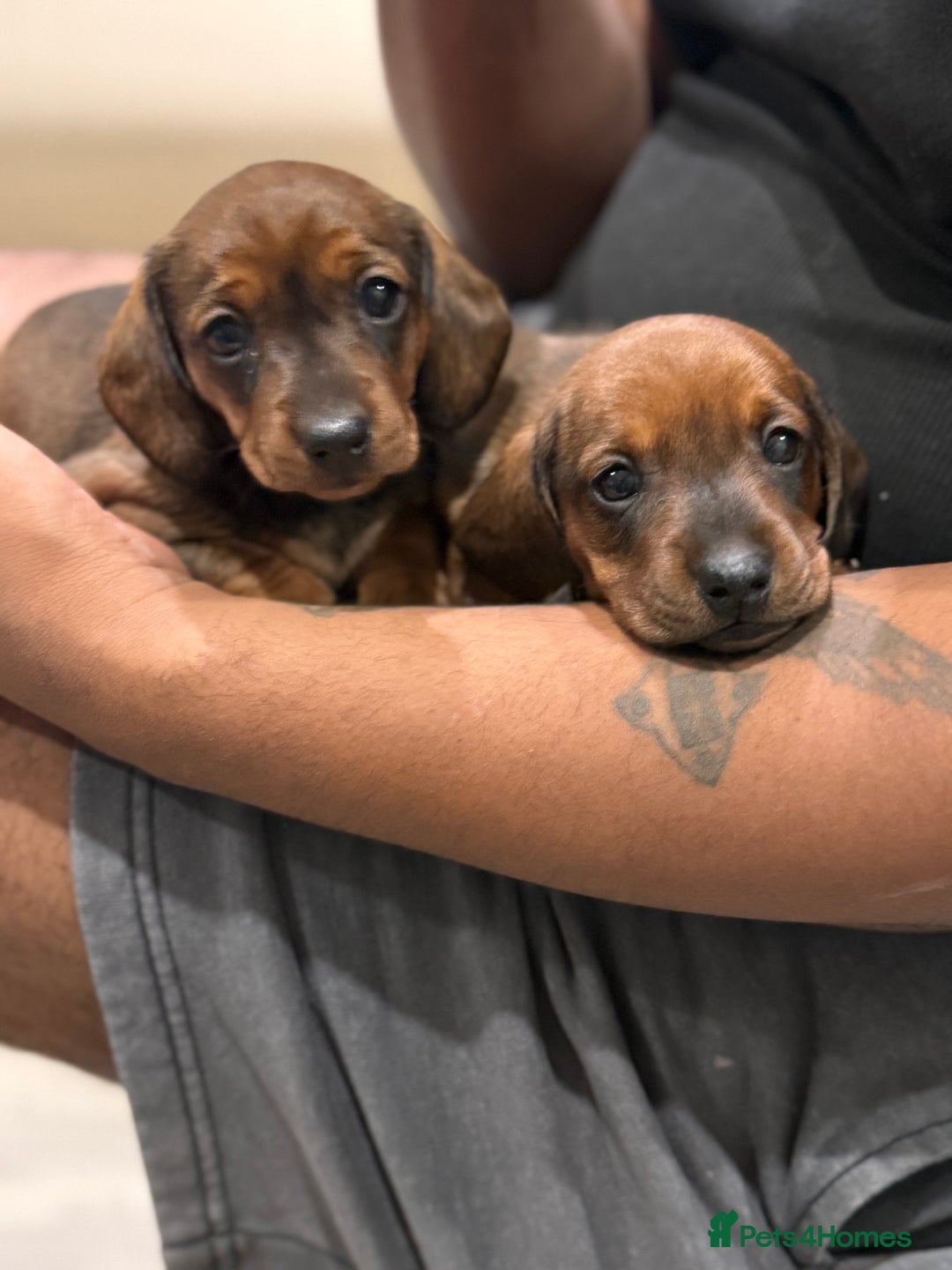 Miniature Dachshund dogs for sale: Miniature Dachshund puppies - Image 5