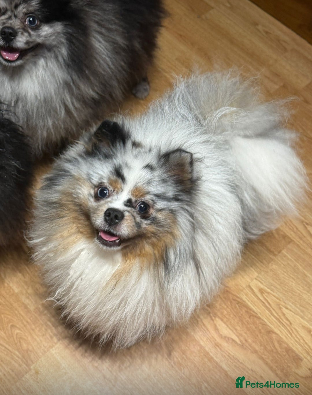 Pomeranian dogs for sale:  Adult merle Pomeranians reduced 🌈 - Advert 9