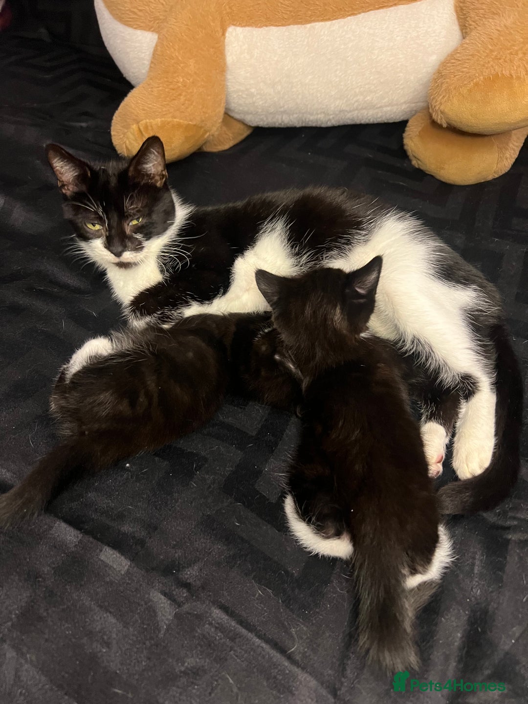 Mixed Breed cats for sale: Little Boy Needing Home👀🏡 - Advert 2