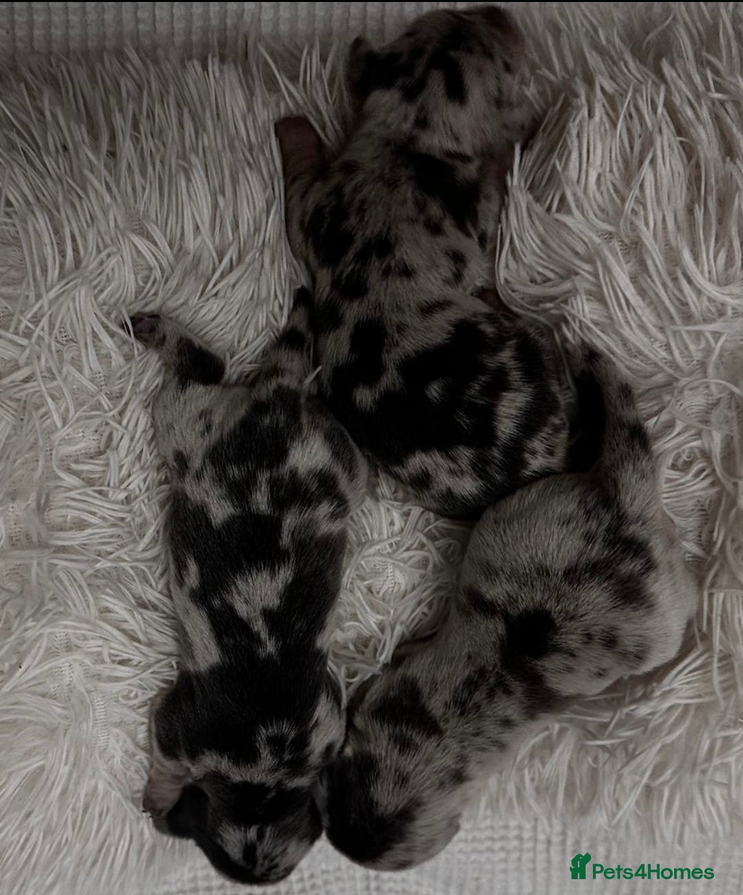 Miniature Dachshund dogs for sale: KC Miniature Dachshunds Blue and Cream dapple - Image 3