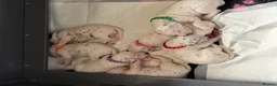 Dalmatian dogs for sale: Pedigree KC Registered Puppies - Advert 4