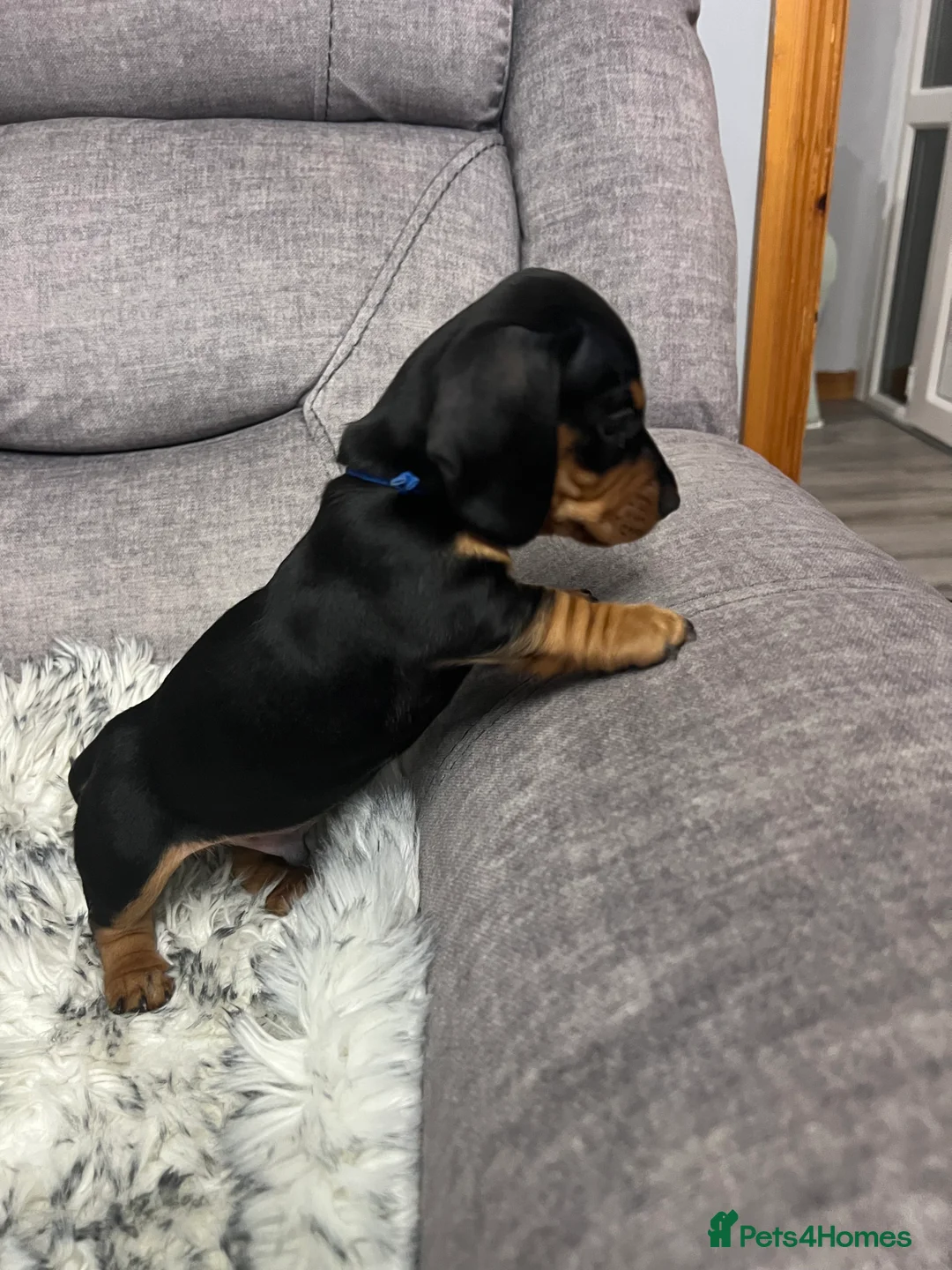 Dachshund dogs for sale: Adorable Dachshund puppies 4 boys 2 girls - Advert 9
