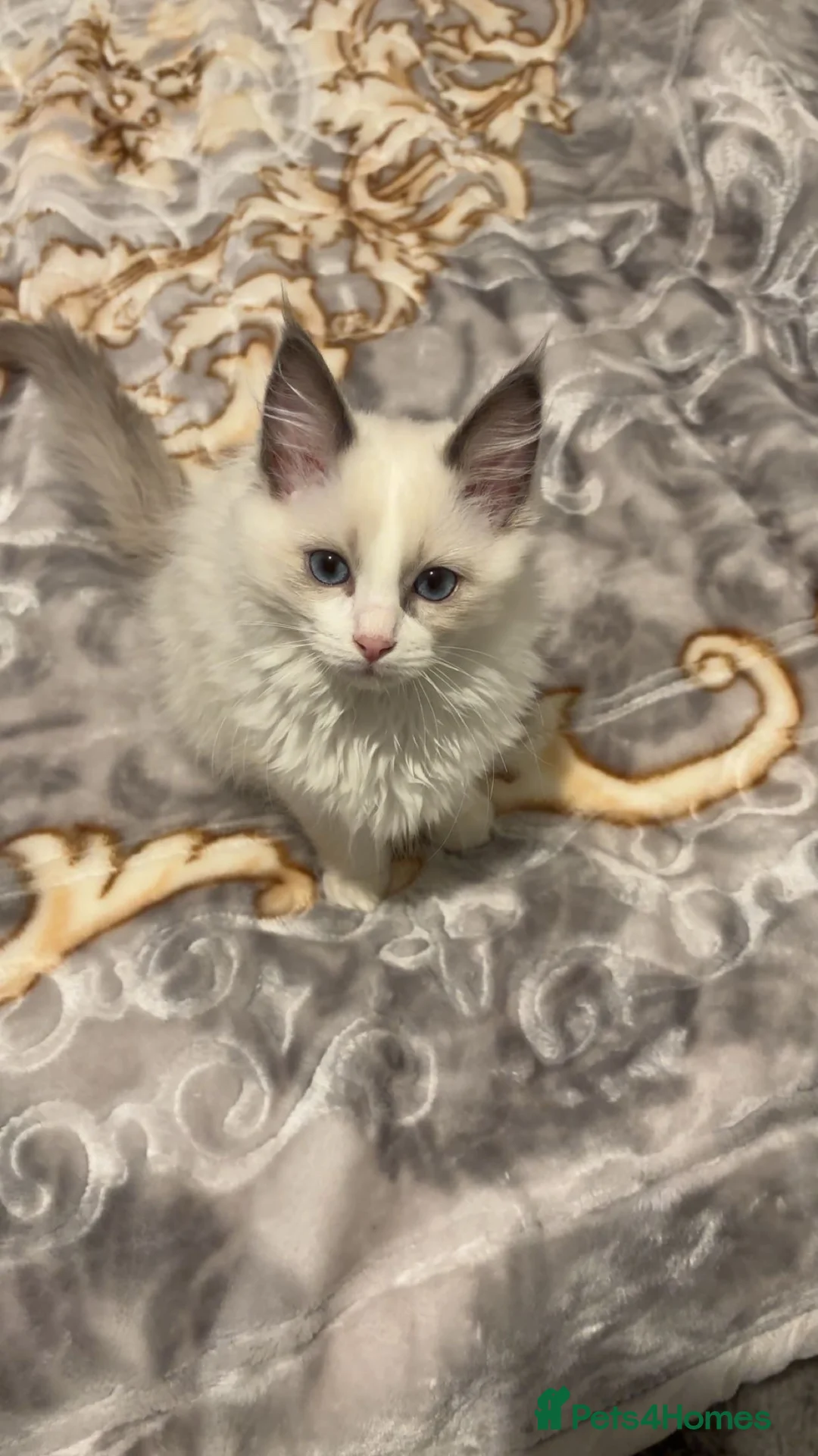 Ragdoll cats for sale: White Female Ragdoll for sale - Advert 25