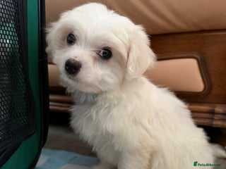 Maltese dogs - Advert 9