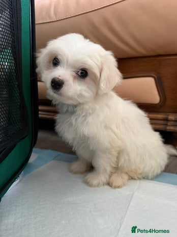 Maltese dogs - Advert 7