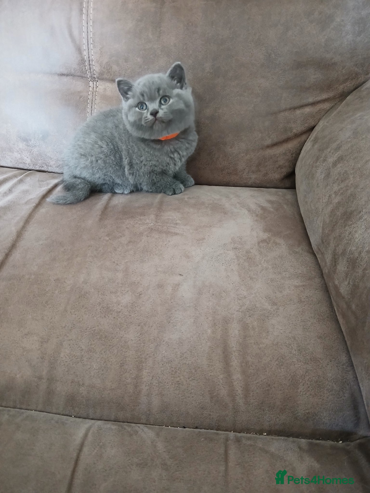 British Shorthair cats LAST GIRL LEFT, British Shorthair Kitten  - Advert 2