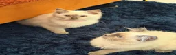 Ragdoll cats for sale: Stunning Ragdoll kittens  - Advert 19