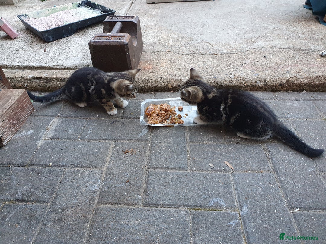 British Shorthair cats for sale: Tabby kittens  - Image 8